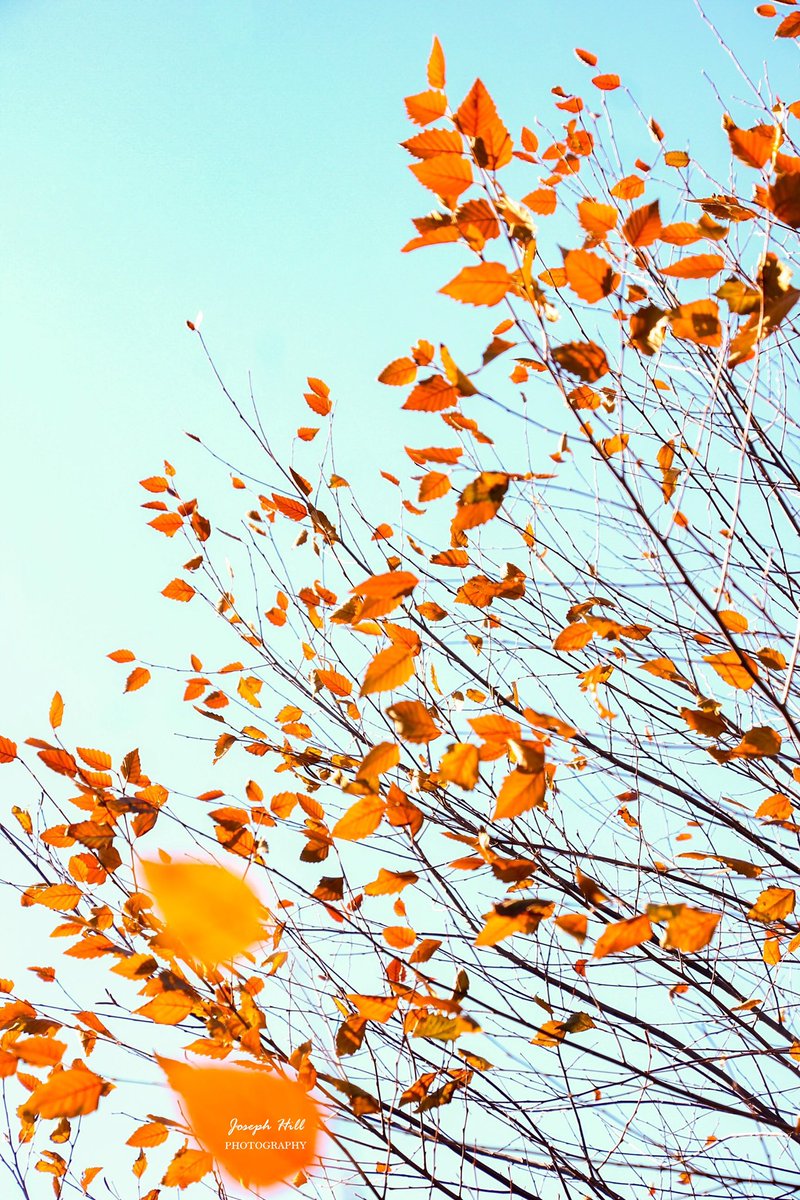 JosephHill3794's tweet photo. Autumn Sky🍂 
Photo By: Joseph Hill🙂📸🍂

#AutumnSky #bluesky #tree #autumntree #autumnleaves #leaves #autumncolors #colorful #beautiful #peaceful #nature #daylight #autumnvibes #autumnphotography #SouthernPinesNC #December https://t.co/hIAZ5a9ve3