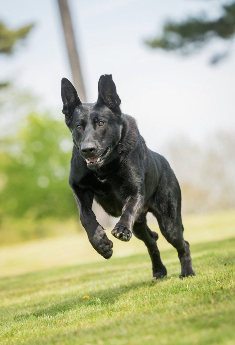 K9Finn's tweet image. RIP RPD Stark 🐾💙

A dedicated police dog who served with courage and loyalty through his career. Injured on duty while protecting others, Stark continued to exemplify the very best of police service

My thoughts are with Paul and his family.
Thank you for your service, Stark🐾
