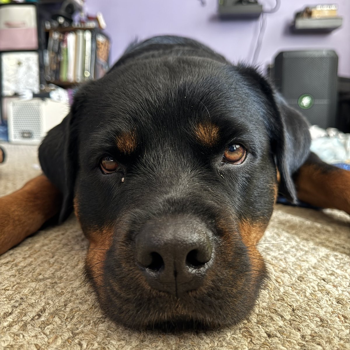 Buy a disc and Roni gets a Christmas present. No discs. No presents. 

Disclaimer: This is a blatant extortion of your heartstrings and is in no way true.