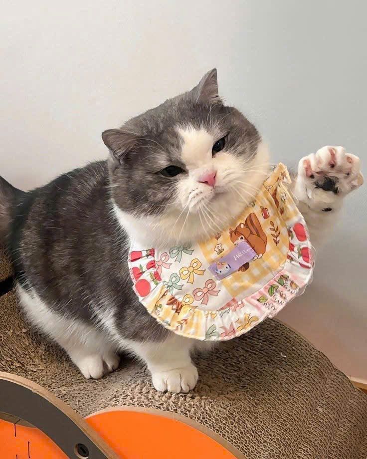 Post by Cats all the way on X: Hello