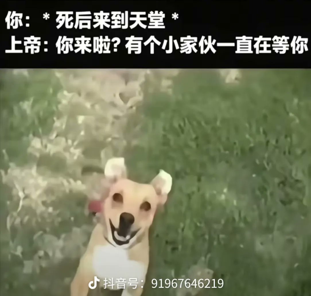 全網最愛ppn tweet media