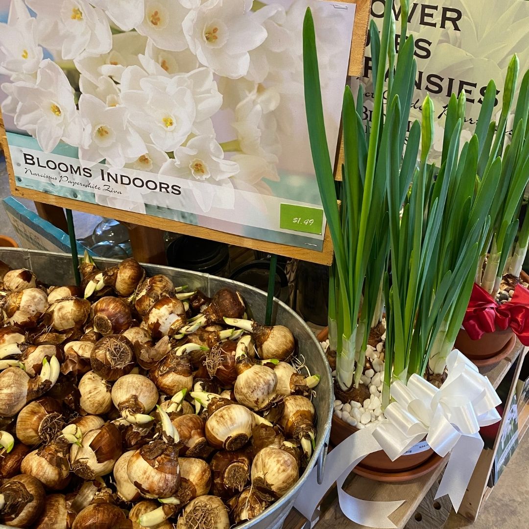 Start paperwhites, hyacinth or amaryllis now for showy blooms in the weeks ahead. They bloom indoors and make an ideal hostess gift.