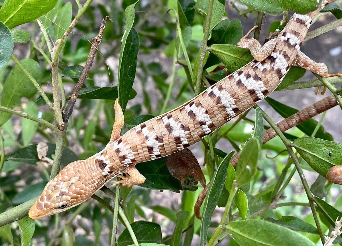 radioactivered's tweet photo. Texas Alligator Lizard (Gerrhonotus infernalis) #fieldherping #reptiles #lizards https://t.co/YVaQyuLCLF