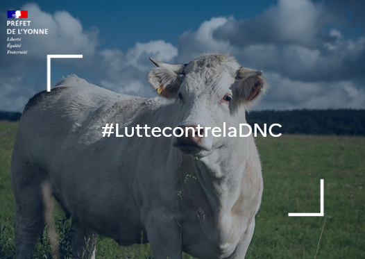 Image de Préfet de l'Yonne - 🐄𝗗𝗲𝗿𝗺𝗮𝘁𝗼𝘀𝗲 𝗡𝗼𝗱𝘂𝗹𝗮𝗶𝗿𝗲 𝗖𝗼𝗻𝘁𝗮𝗴𝗶𝗲𝘂𝘀𝗲 (𝗗𝗡𝗖) : 𝗼𝗻 𝗳𝗮𝗶𝘁 𝗹𝗲 𝗽𝗼𝗶�