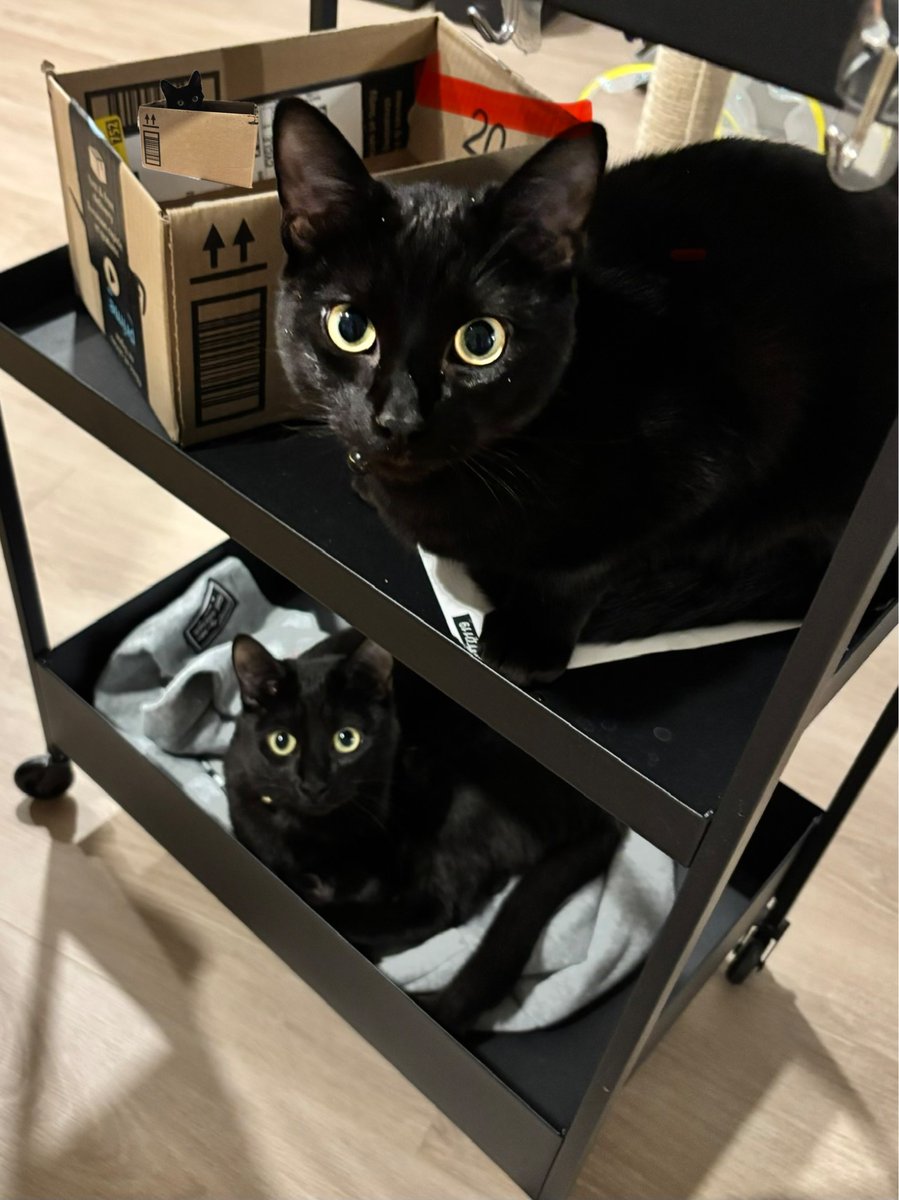 배우자가 mobile cat condo 라고 이름붙인 잡동사니 카트 ㅋㅋㅋㅋㅋ

울집 예쁜이들!