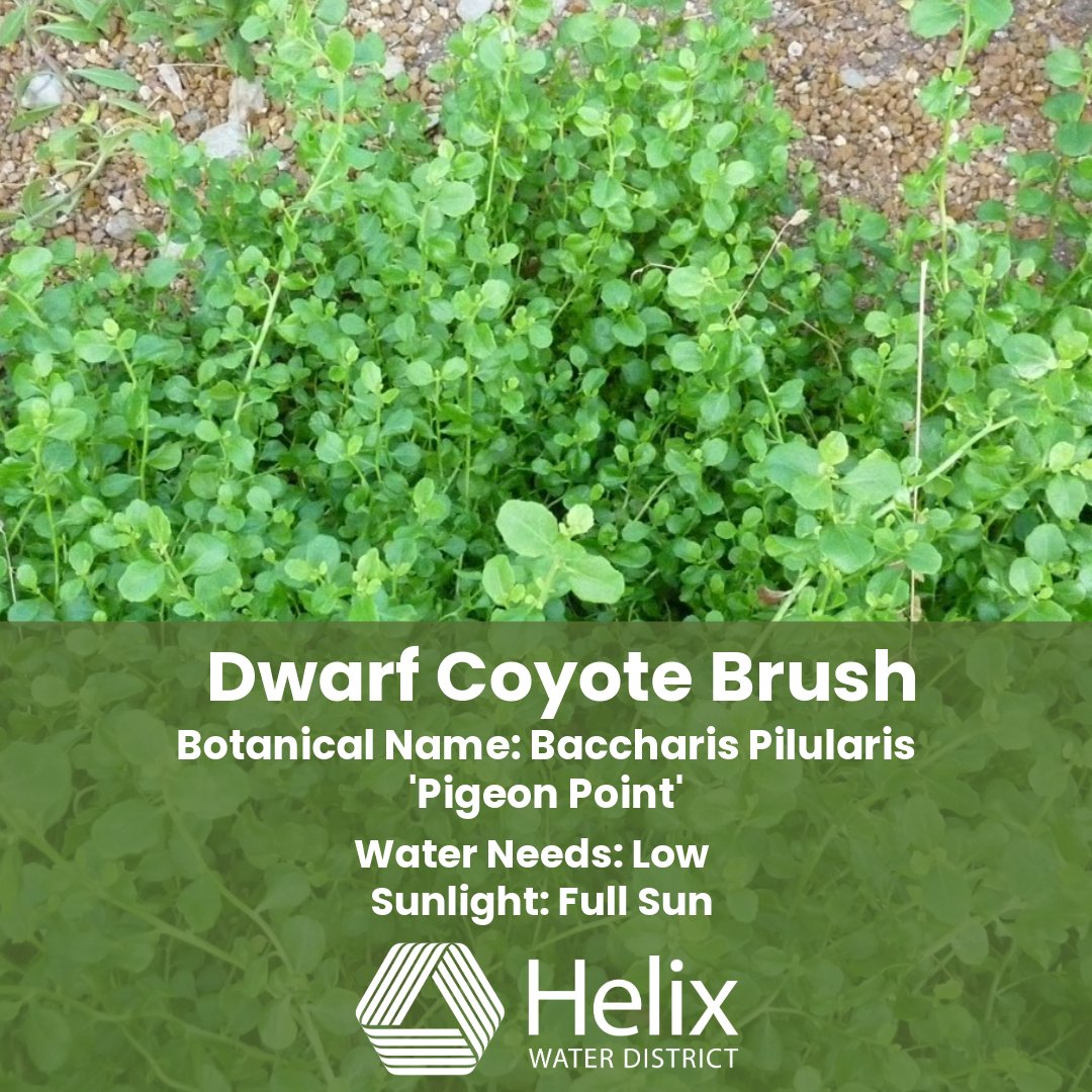 🌿 #PlantOfTheWeek: Dwarf Coyote Brush

Great groundcover for all situations. It's perfect for slope stabilization and tolerant of clay soil. It also attracts birds, wasps &amp; butterflies! 🐦🦋🌱

#NativePlants #PollinatorFriendly #HelixWaterDistrict