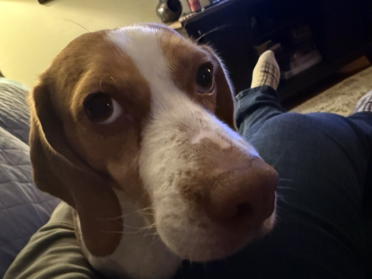 You said something about extra snuggles, now that it’s the holiday break? <a href="/HoundDogLove1/">Hound Dog Love</a> #BeagleLife #Holiday #Snuggle