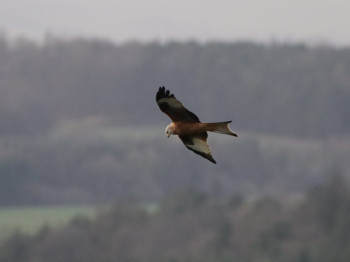 #CallMe Tony Gray tweet media