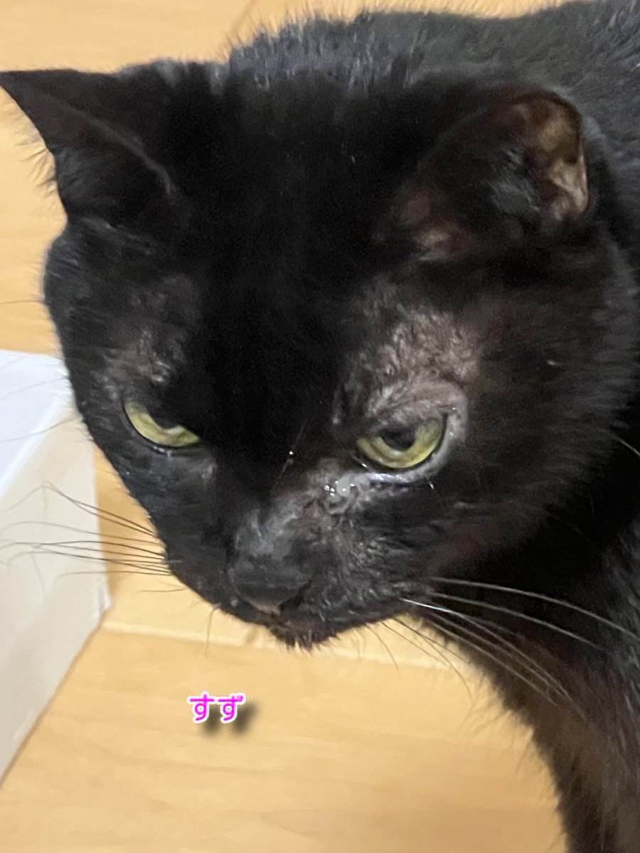 にゃん太郎 (@nyannyan__taro) / Posts / X