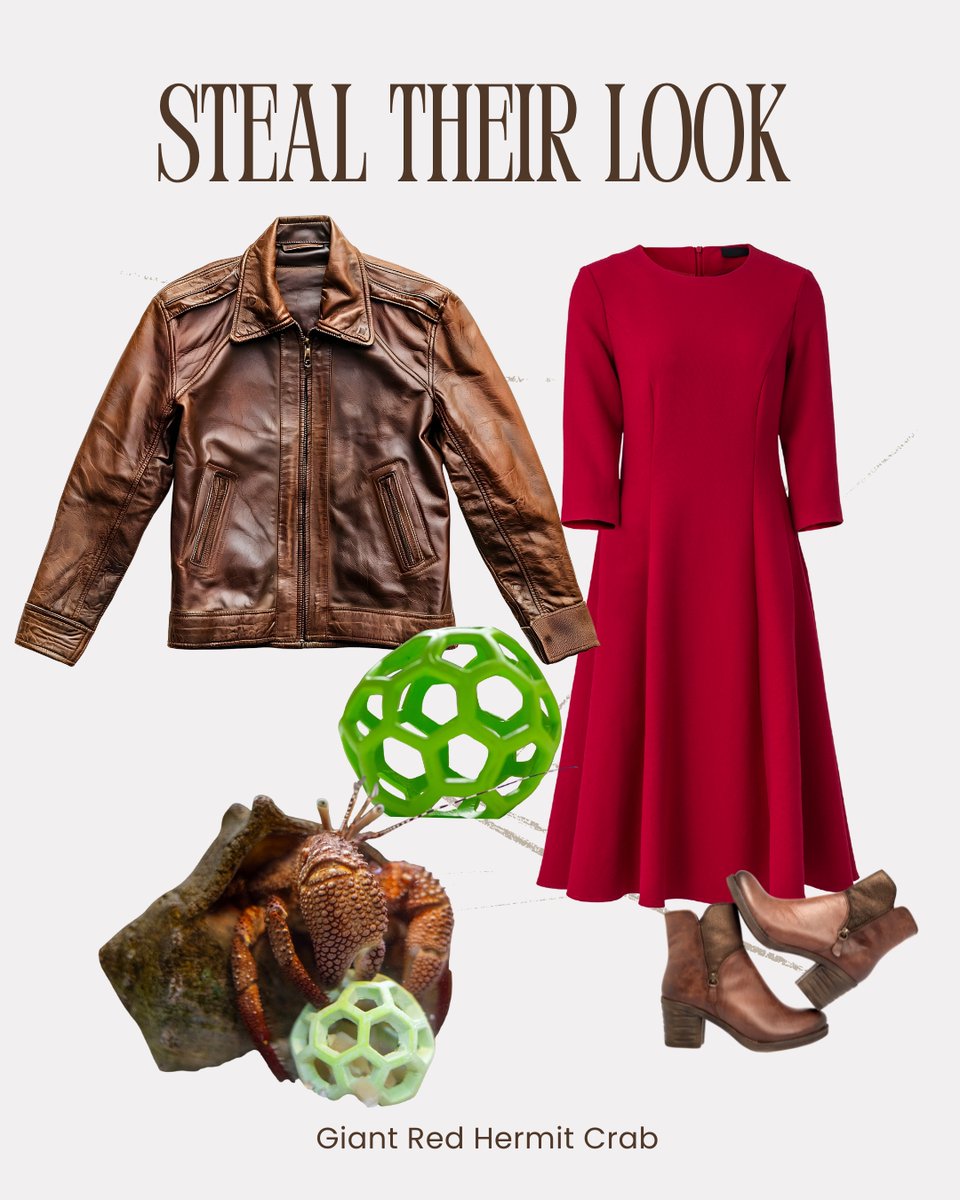 NCAquariumatPKS's tweet image. Whether you're heading to a holiday party or staying in to be cozy, maybe try out a holiday look inspired by some of the animals here at NCAPKS! Which is your favorite? Is there a look you'd like to see?

#lookbook #holidaylookbook #stealtheirlook #fishlookbook #animalmeme