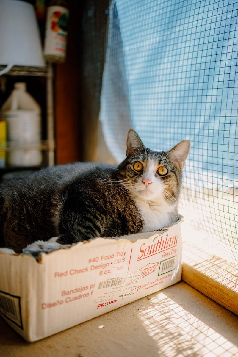 Who can give BUTTERBALL a home this holiday season? This enormous chunk is now down 6 pounds and ready to move into a real home. He absolutely loves people. He gets along with cats after a slow introduction. Vax'd, wormed, and Felv/Fiv neg in #Tucson.