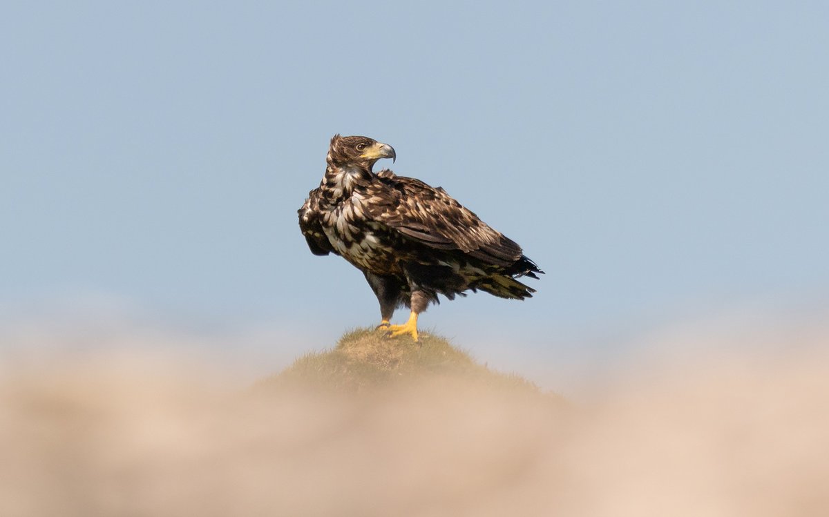 FOURTH White-tailed Eagle disappears - RSPB offers reward for information leading to a conviction.

New blog ⬇️⬇️

raptorpersecutionuk.org/2025/12/19/fou…