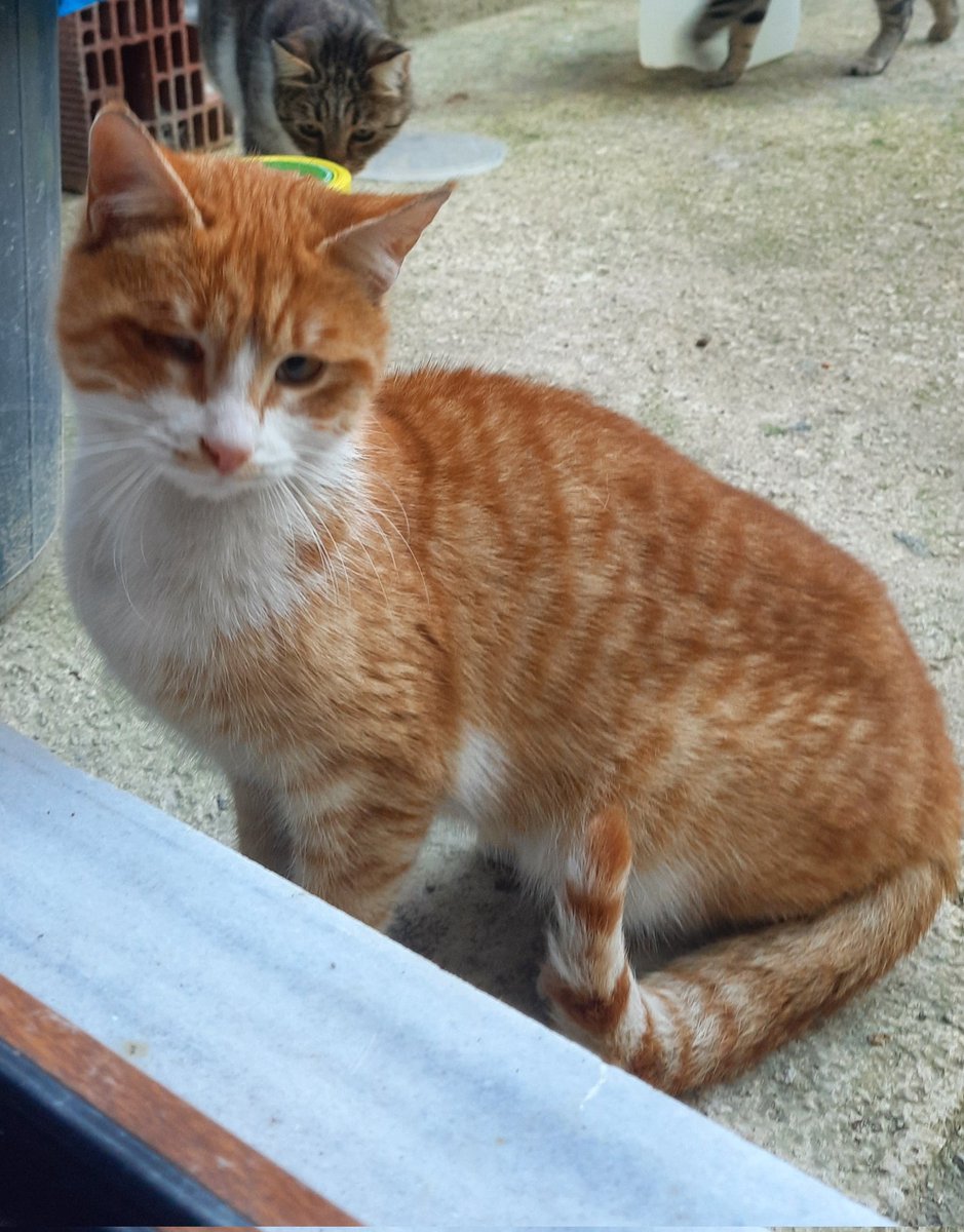 Müşfik & Veysel & Türkan tweet media