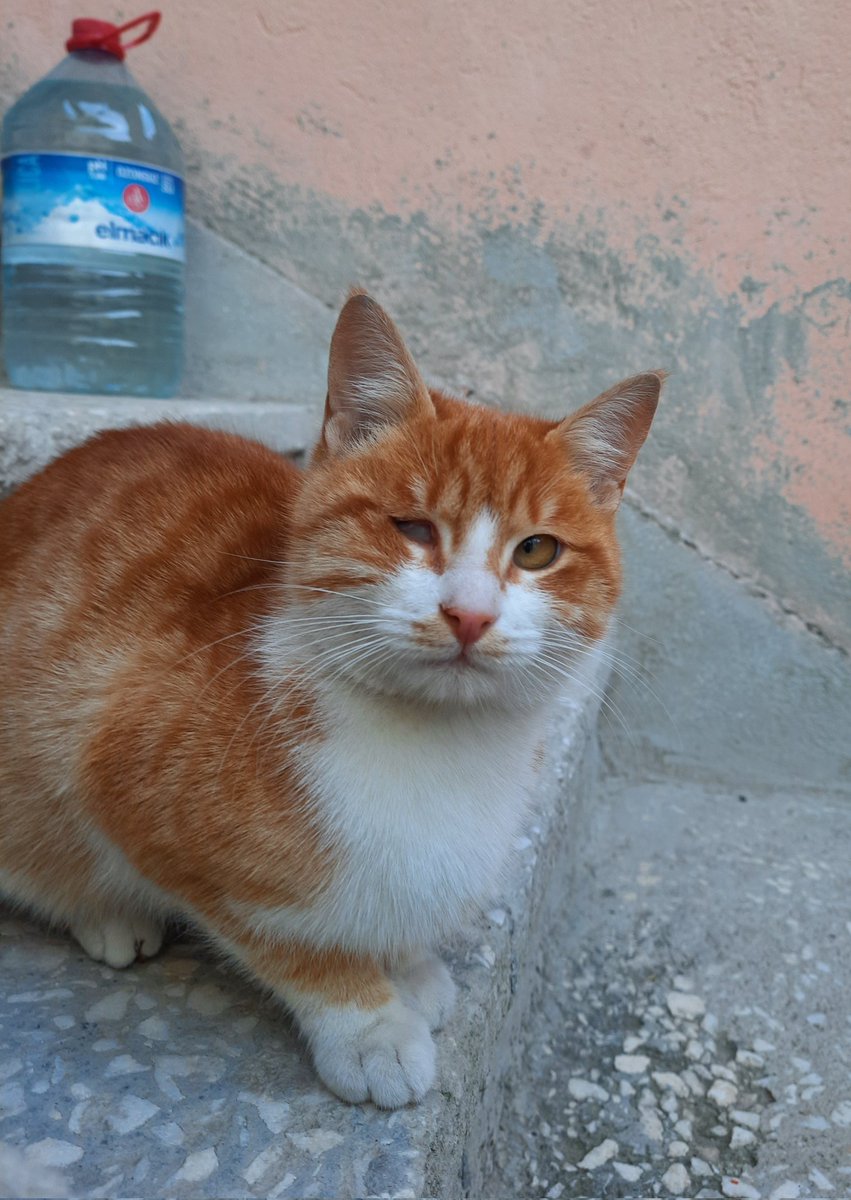 Müşfik & Veysel & Türkan tweet media