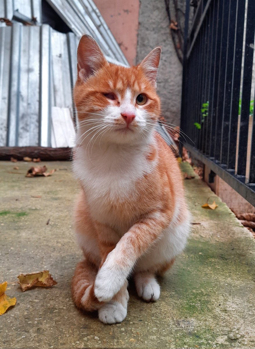Eskişehir ve çevre iller yuva🚨🚨🚨
Tek gözü yok, erkek. Kısır değil ancak kısırlaştırma konusunda destek olurum, yaklaşık 8-9 aylık. Bu haliyle sokakta kalmasın 🌸🙏
