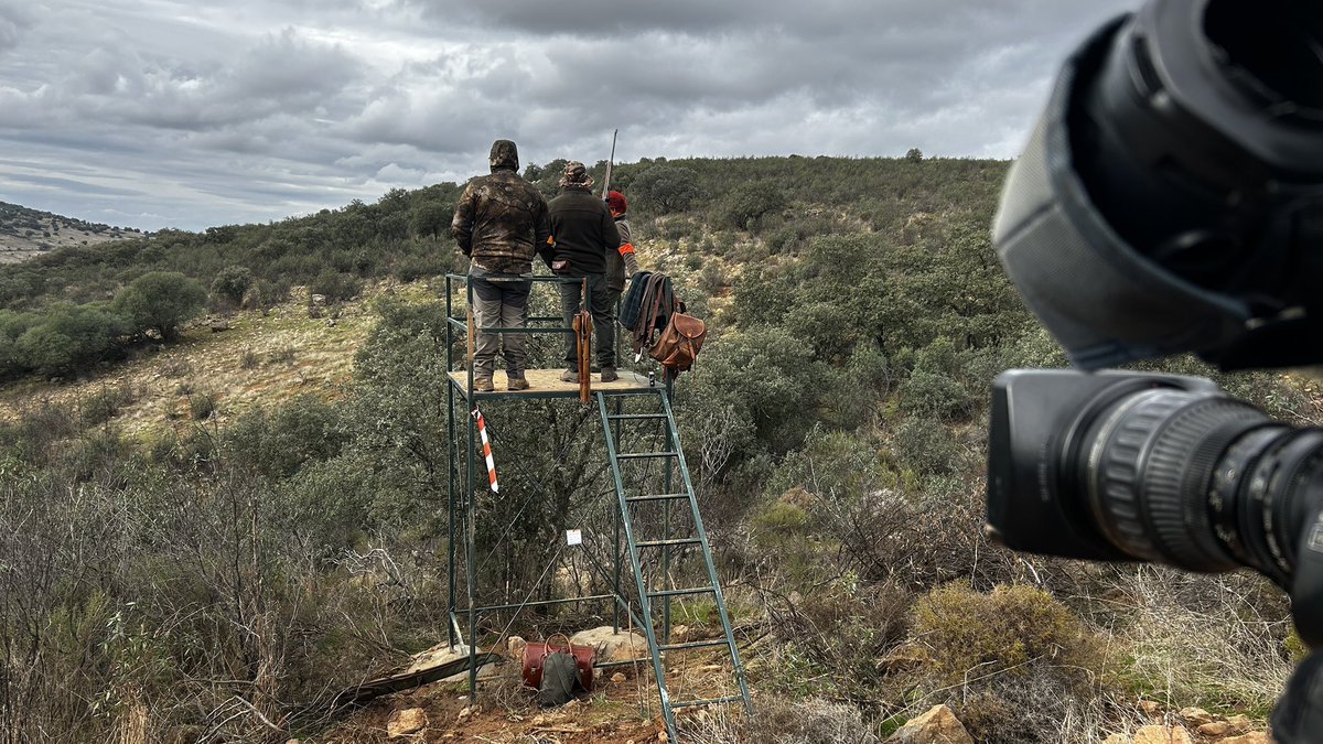 Hoy hemos grabado la montería de La Alcornocosa, en el término del municipio cordobés de Peñarroya-Pueblonuevo. Una montería muy cochinera en la que se ha cobrado gran cantidad de buenos jabalíes. Pronto la veremos en Lances, en Andalucía Televisión.