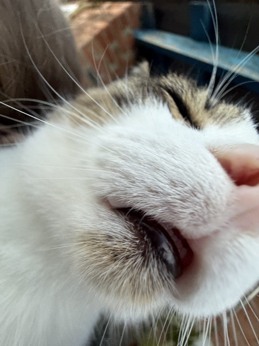 <a href="/nikalaikina/">Vera 🧽</a> Зубоньки полу взрослого хищника