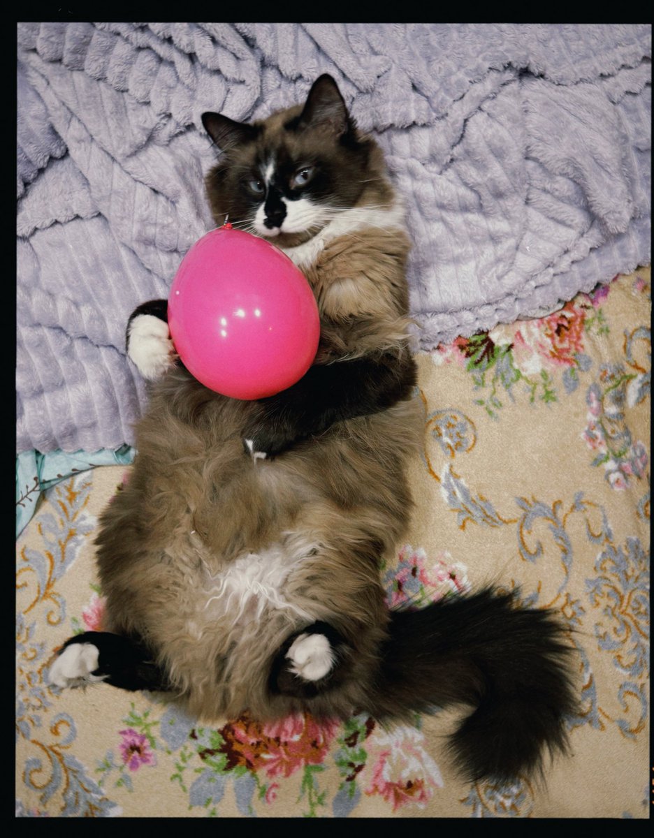 🥰Good night 🥰

Meow✨