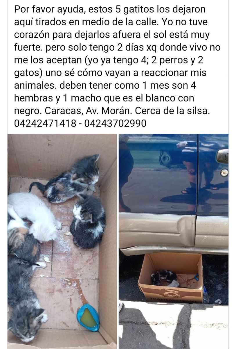 Buscan con urgencia hogares responsables, Caracas