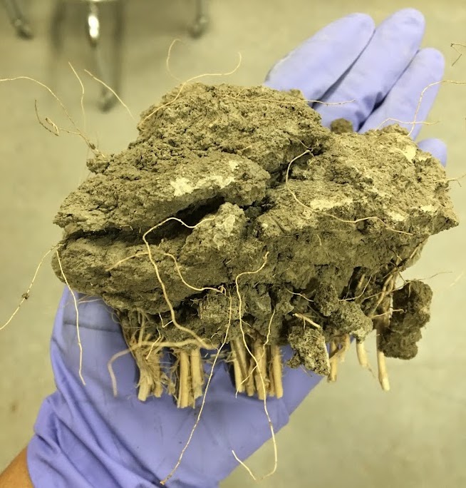 Canadian Society of Soil Science tweet media