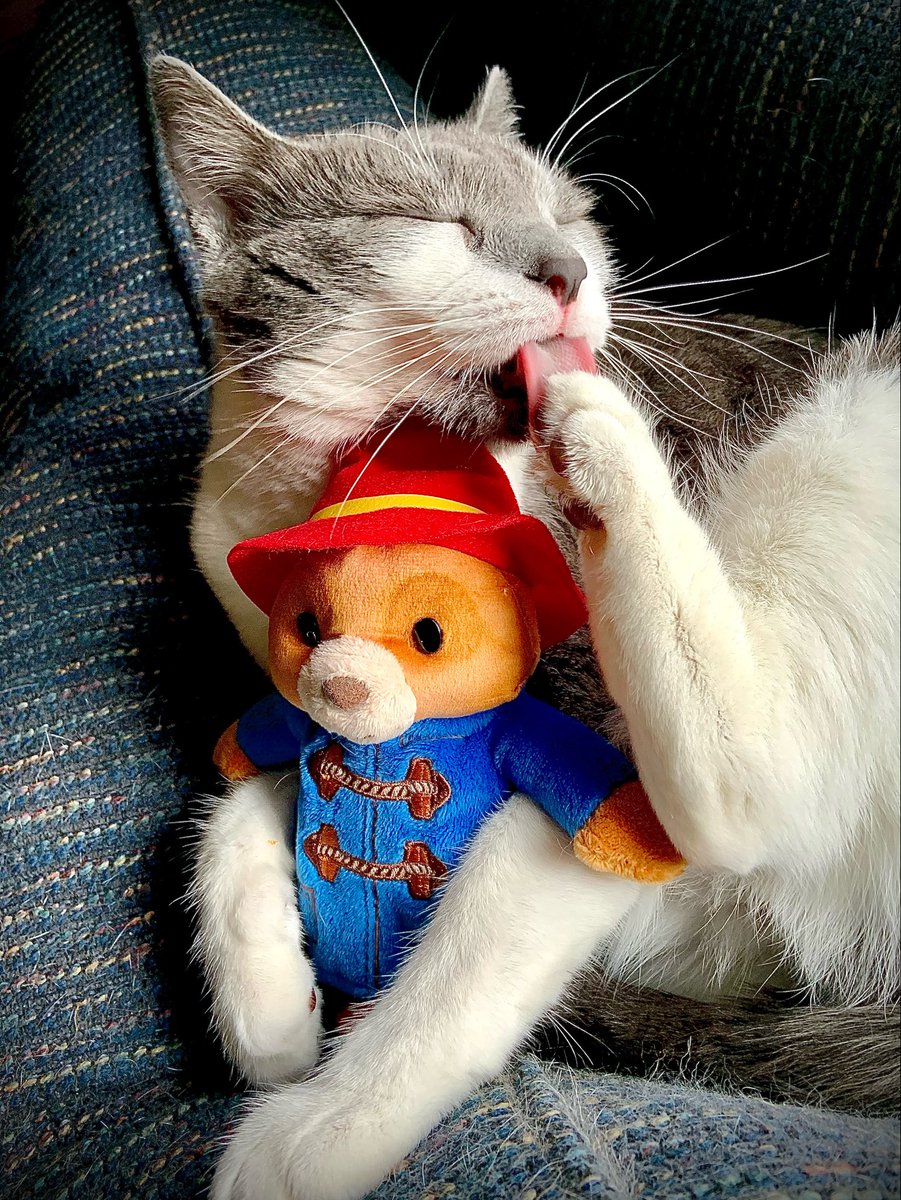 Baby and her Paddington Bear. #cats