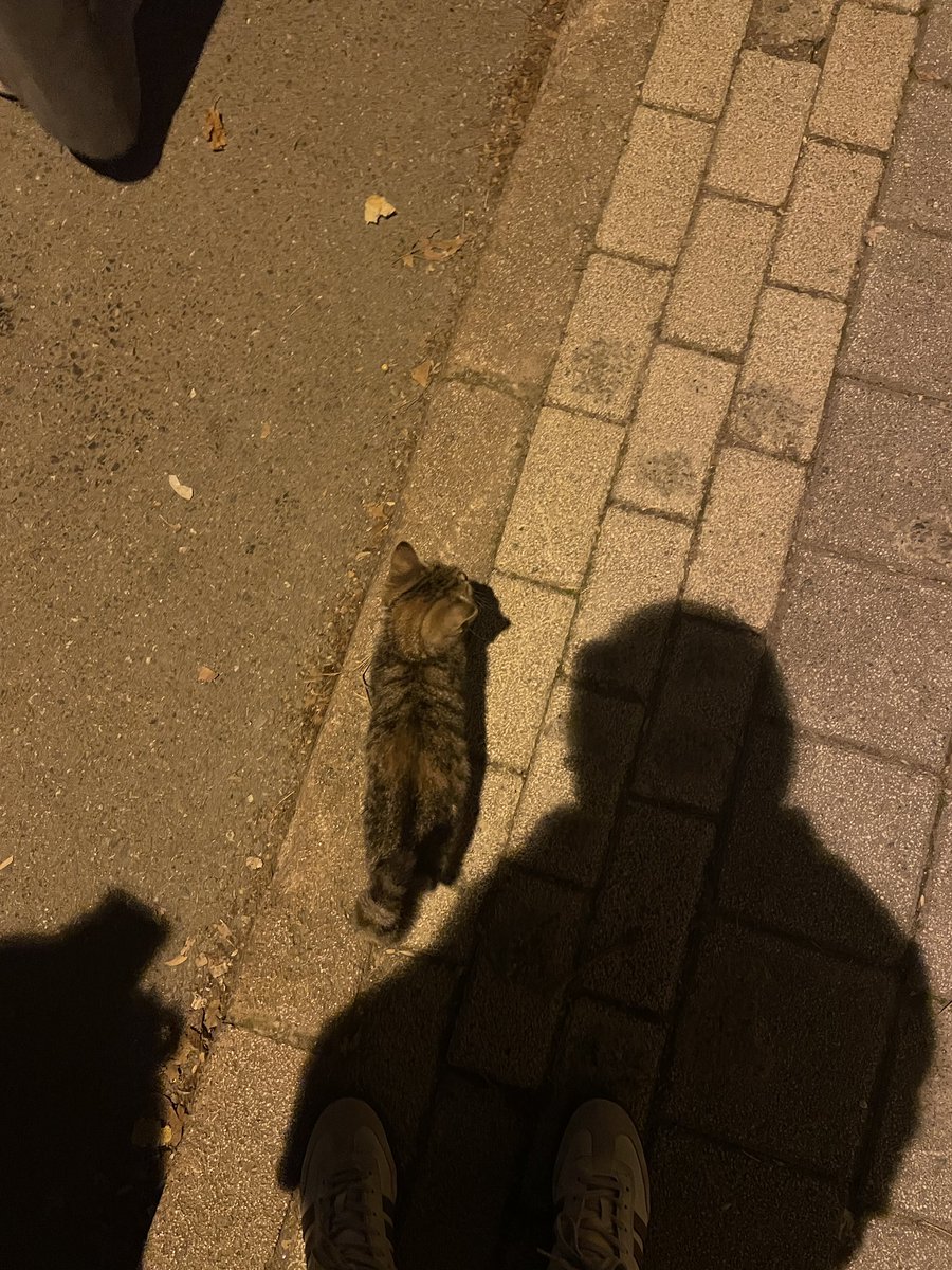 bizi eve kadar takip ettii gitmedi pesimizden yaa ben kedi annesi olmak istiyorum 🥹🥹🥹🥲🥲