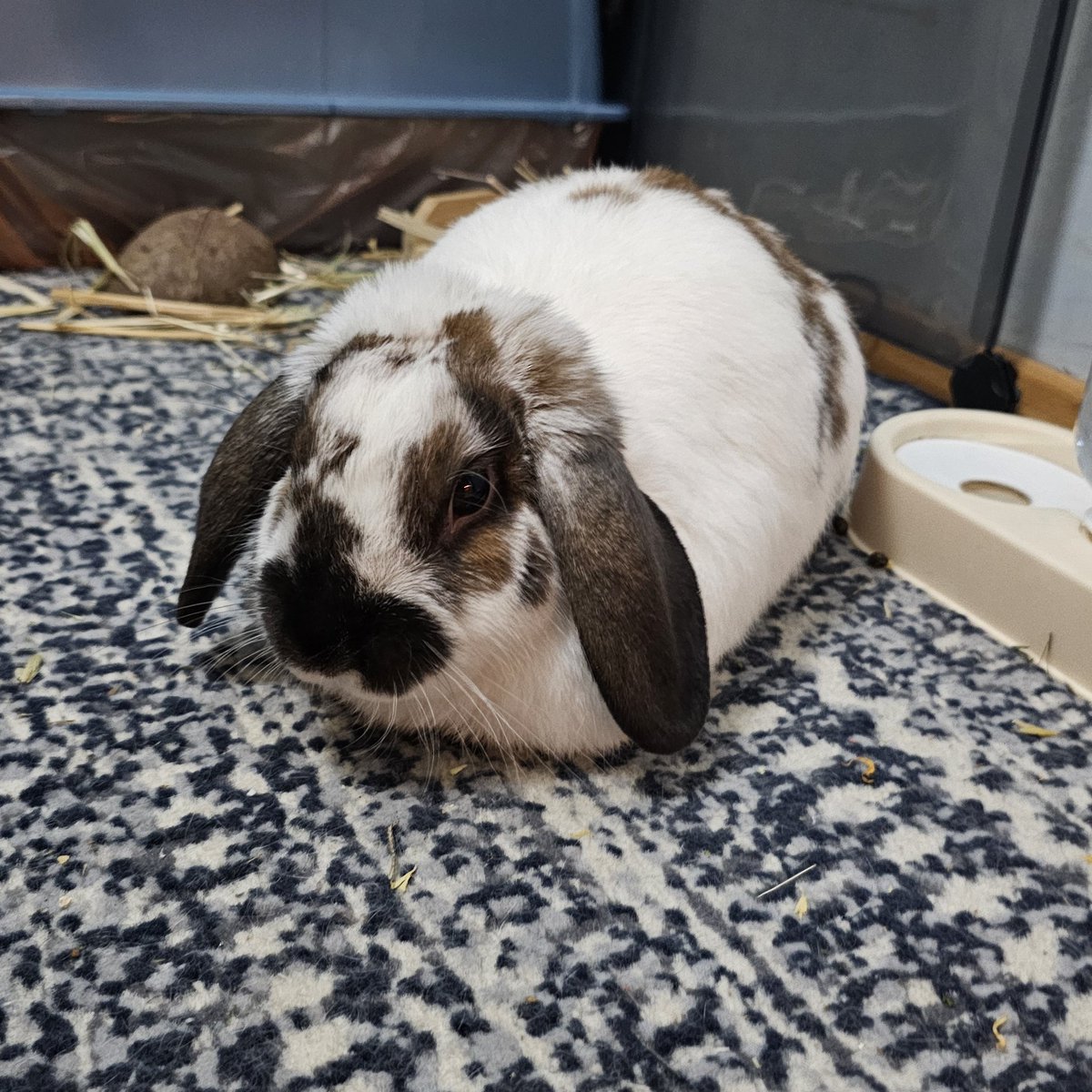 Soy pan
🐇🍞
I am bread 
#rabbit #bunny #conejo  #うさぎ #coelho #cute #alfajor
