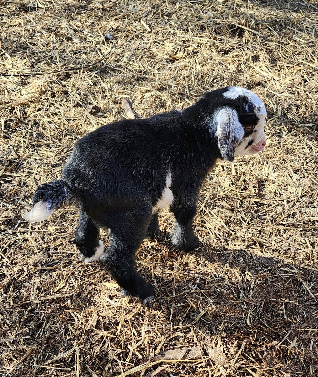 It's a boy!  So tiny and so adorable. That makes 3 boys to 1 girl so far with this round of babies.