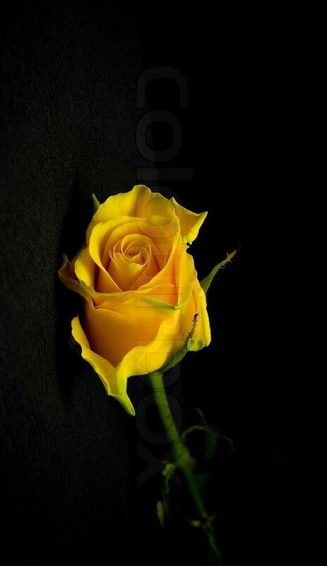 fikret ATATÜRK ün Askerleriyiz. tweet media