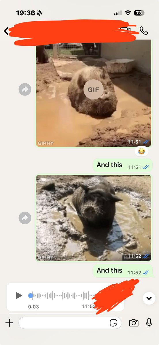You losers are not cute pigs