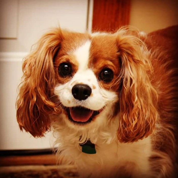 snake, son of plane tweet media