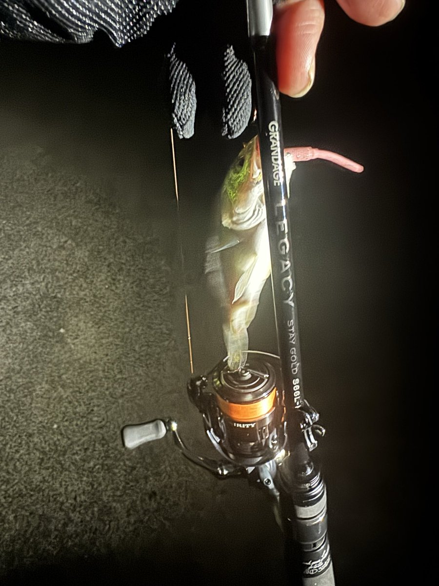 友達と仕事終わりにイシモチ釣りへ。
アピアグレンデージレガシーのステイゴールドを購入して何とか豆イシモチにて鱗付完了。
また、来週に行ければアジ、カマスも釣りたいな〜