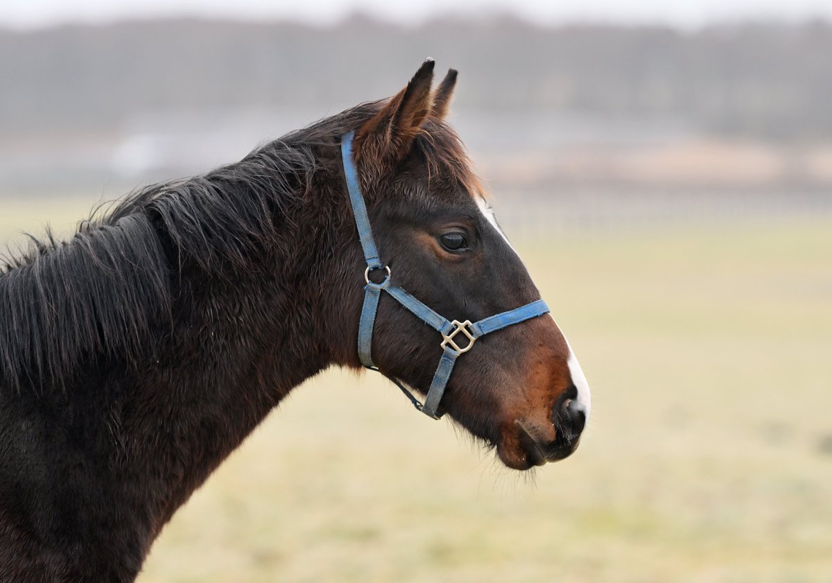 Ese es el nieto de Kitasan?