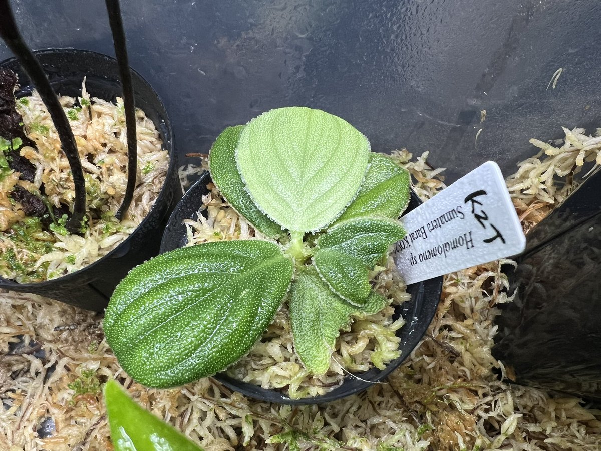 Kazuto☆大٩(ˊᗜˋ*)و阪☆ (@kazuto7481) / Posts / X