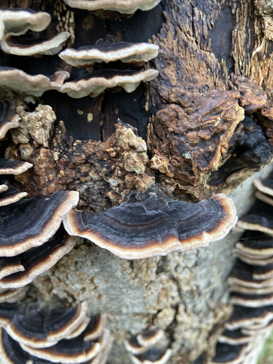 GreengageFilms's tweet photo. A beautiful display of natural form. #turkeytailfungus the richness of the colour saturation is incredible.
#winterwalks #FungiPhotography #fungi #snowdonianationalpark #environment #naturelovers #naturalhistory #northwales #wildlifefilmmaker https://t.co/YDoI4BLJJ4