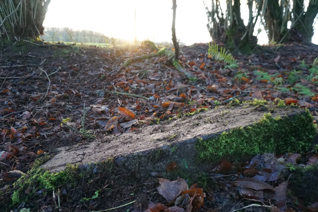 Anth Rowley tweet media