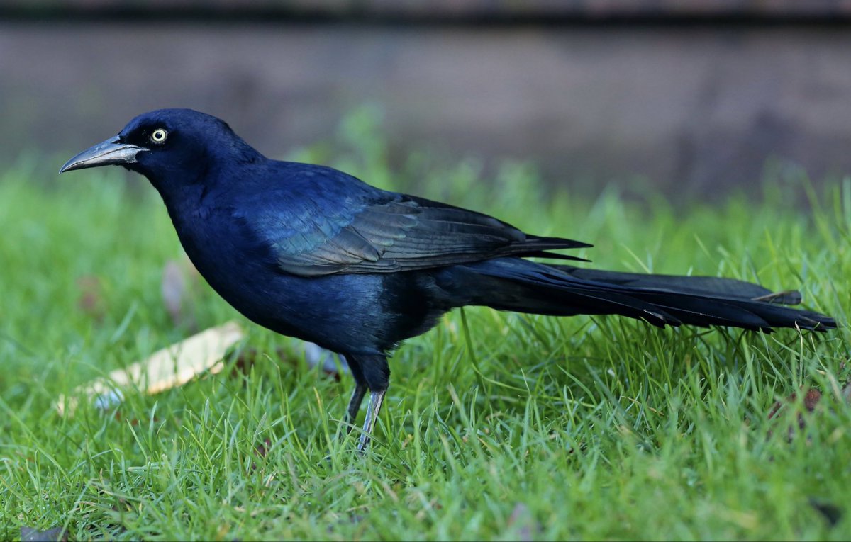 Steven Clinch tweet media