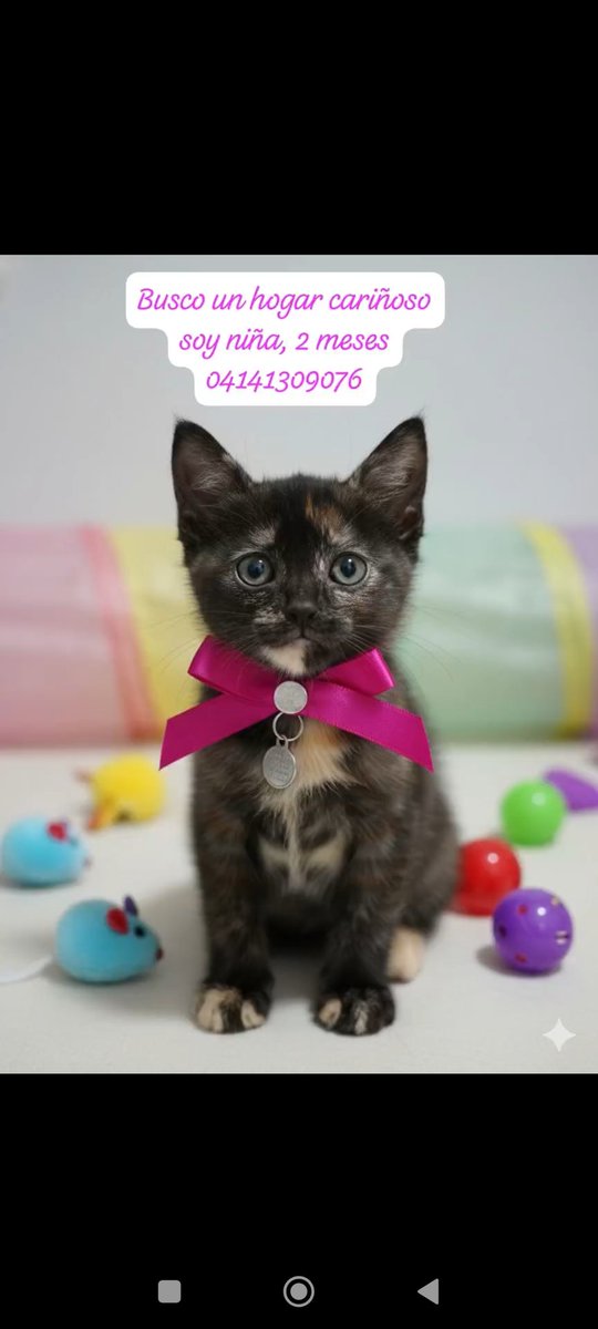 #Caracas
Se busca un hogar responsable para esta hermosa gatita😽💝💝💝
Favor difundir🙏🏻🙏🏻🙏🏻
Gracias🇻🇪🪄🤗