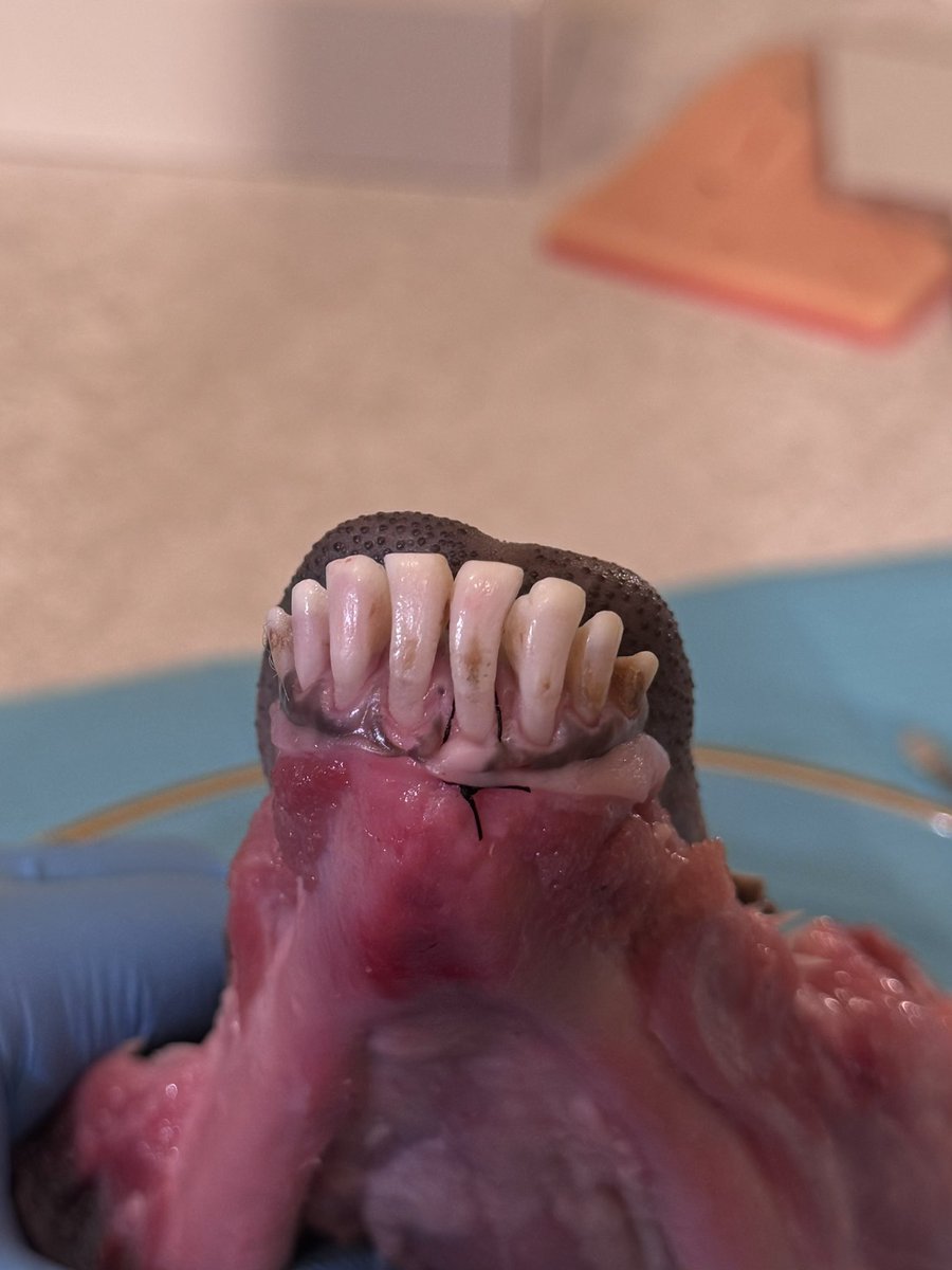 عفراء الشمري tweet media