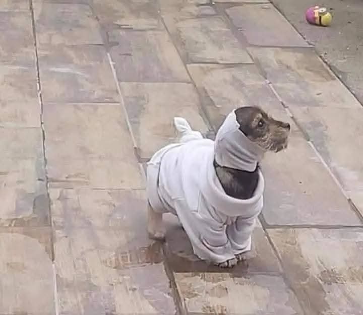 Animalesaprieto's tweet image. Mi mamá le hizo un suéter a mi perrito para que no tenga frío, pero parece que lo llevan al psiquiátrico.