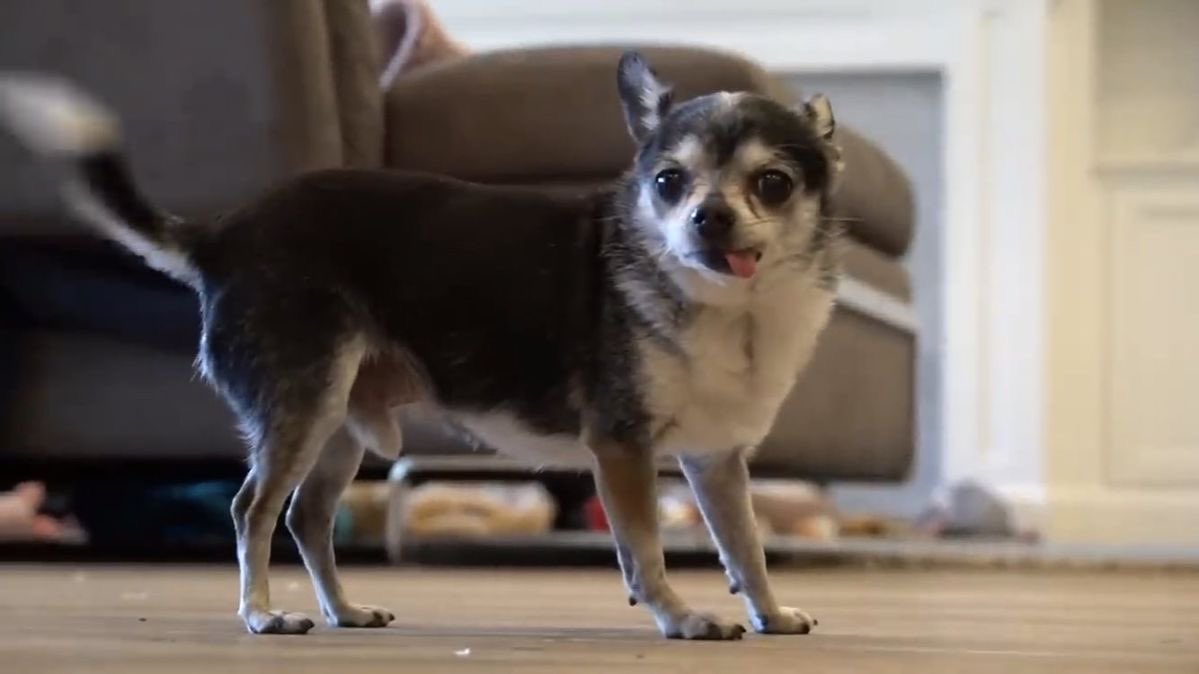 dubudanni's tweet image. rest in peace mr marbles :( i grew up watching you little dude ill miss you so much #jennamarbles