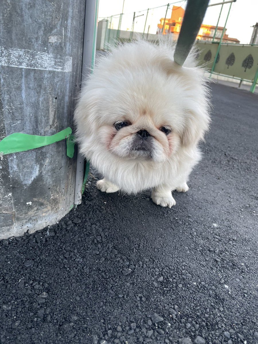 だいふくtoニコ (@pekidaifuku0718) / Posts / X