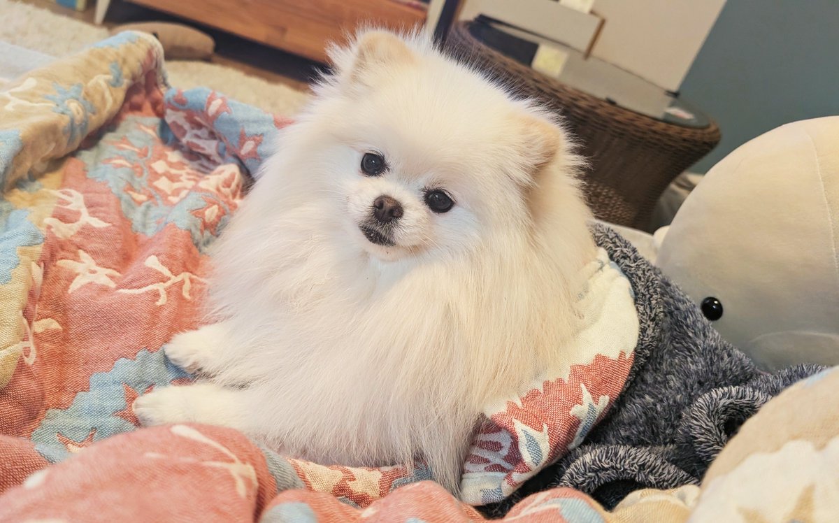 おこめ屋 (@chimaki0328) / Posts / X