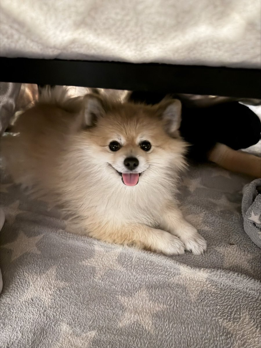 デカポメ🐶⛩️ポルくん🗼 (@AccessoryshopF) / Posts / X