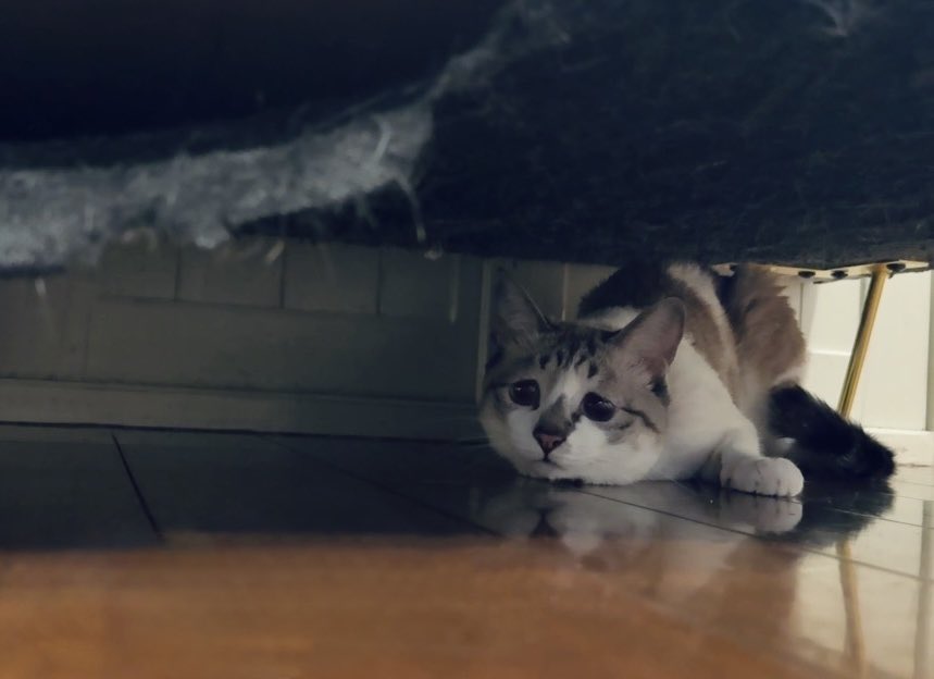 ぴえん猫ミント (@piennekomint) / Highlights / X