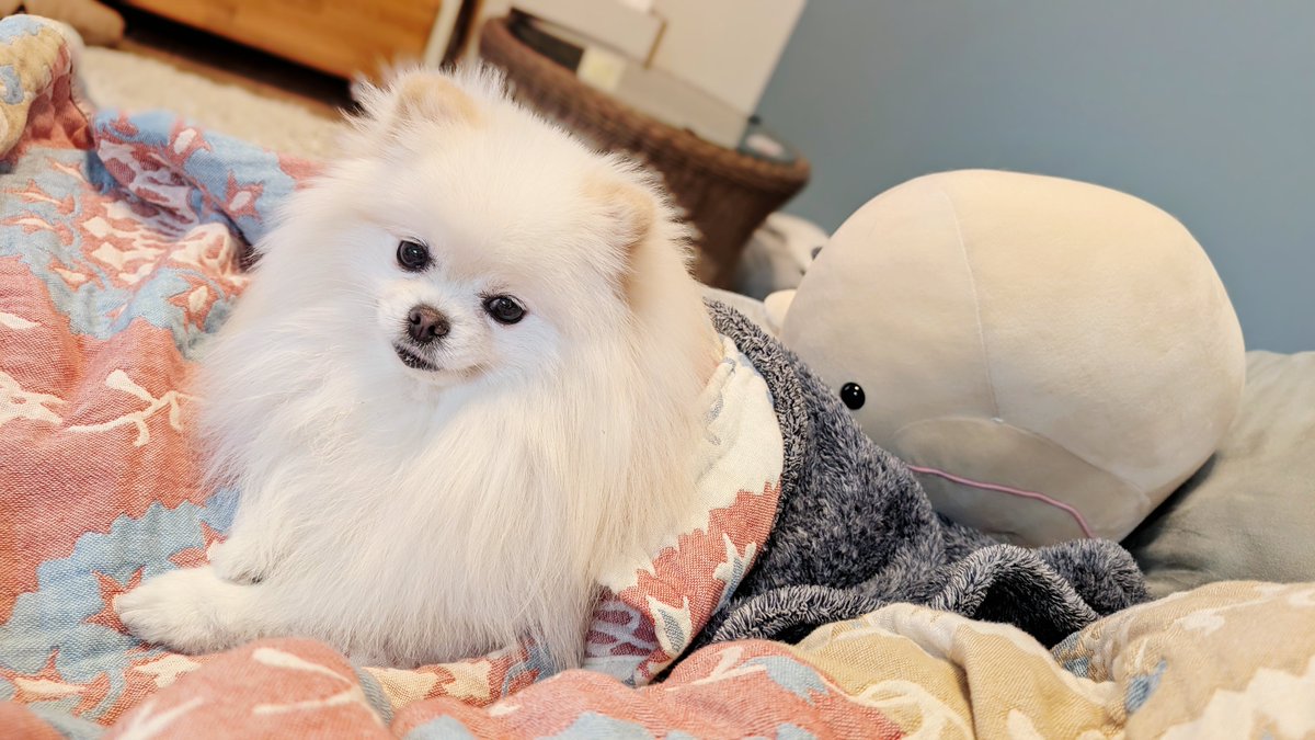 ポメ様14kgf✧ おこめ屋 (@chimaki0328) / Posts / X