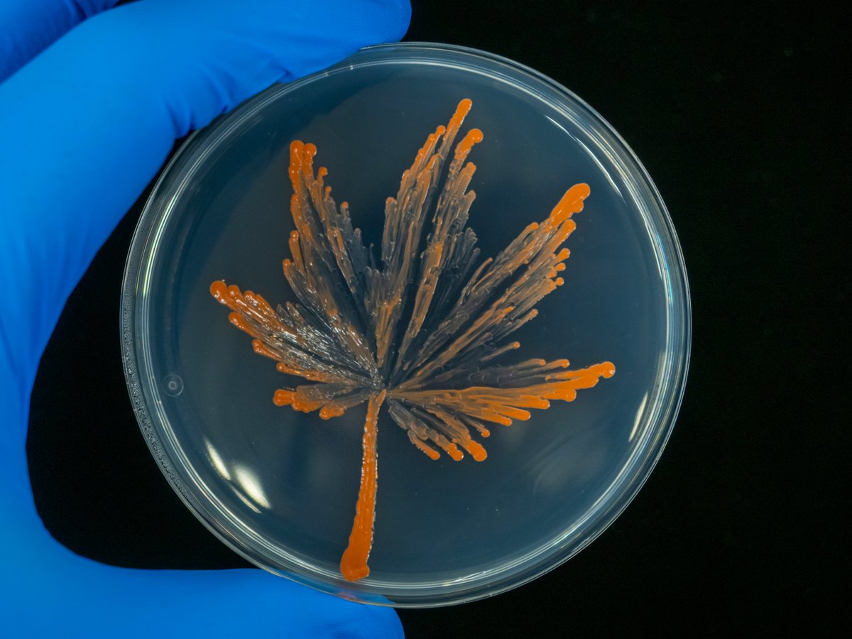 微生物アートのご紹介       
「#もみじ」（修士2年生の犬塚さん作）  
使用微生物：未同定細菌
使用培地：標準寒天培地