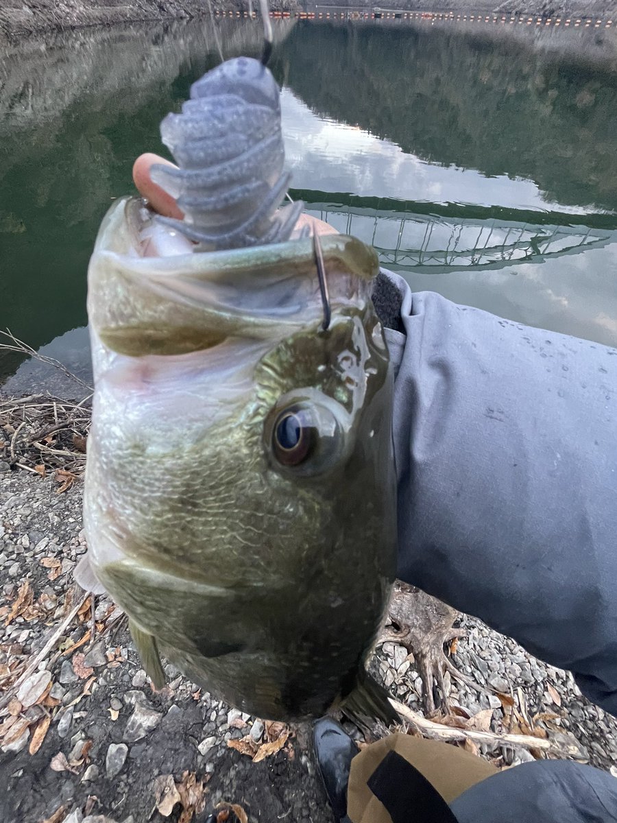 ybassf's tweet photo. 最近の釣果③

リザーバーでもしっかり活躍！！

デッドスローラーフルコンタクト5.5

ノーマルより比重が重いので
沈みものや、ブレイクのエッジを
擦ってくると、良い魚が釣れる!!

ヒレピンなハイクオリティバスが冬でも、、

#バス釣り #jackall #デッドスローラーフルコンタクト #PR https://t.co/3ktGn0yf3a