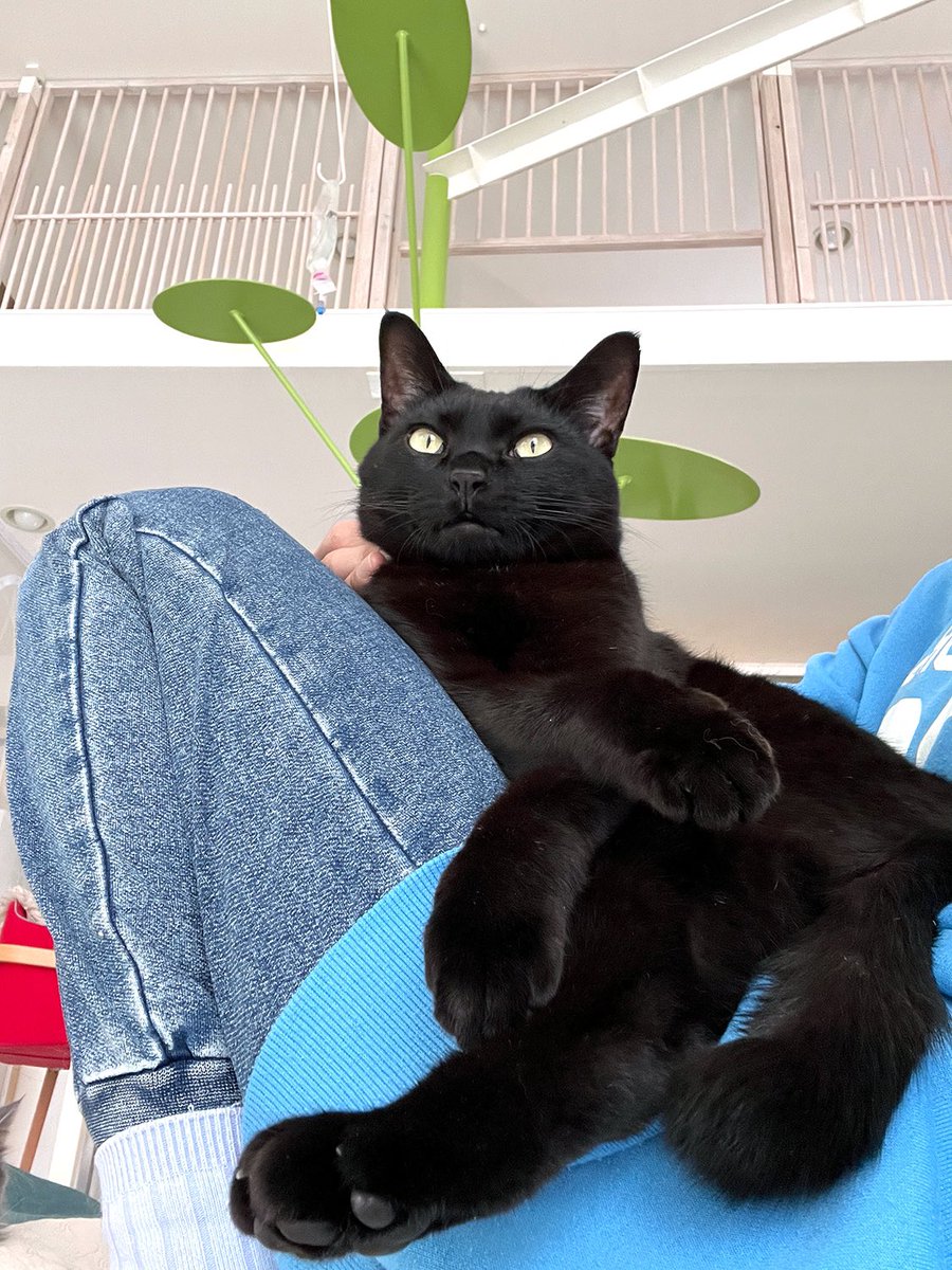 今日も今日とて動きを封じられている🐈‍⬛