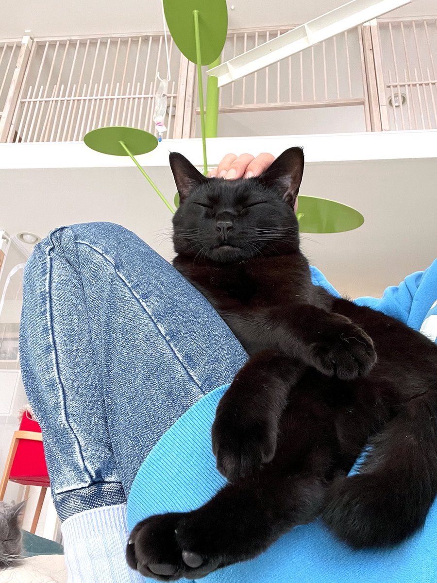 今日も今日とて動きを封じられている🐈‍⬛